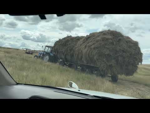 Видео: Сенокос продолжается . 2025 год #айгыр #жылкы #интересно #лошади #сенокос#природа#