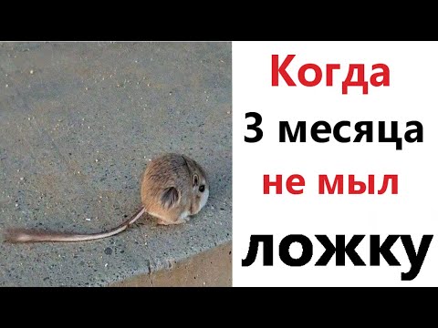 Видео: Приколы! КОГДА 3 МЕСЯЦА НЕ МЫЛ ЛОЖКУ - мемы!!! Смешные видео от – Доми шоу!