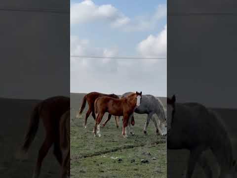 Видео: Дончак тай кулундар чыкты буйрса