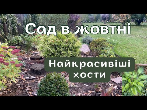 Видео: 🍂 Мій сад у жовтні - хости, які ще досі у всій красі!