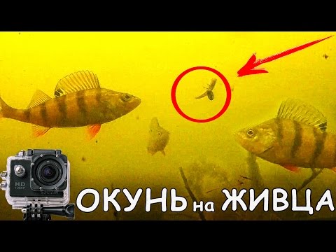 Видео: ОКУНЬ на ЖИВЦА | РЫБАЛКА и СЪЕМКИ под ВОДОЙ