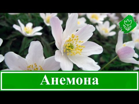 Видео: Анемоны – посадка и уход, выращивание в саду