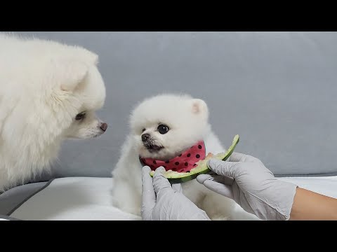 Видео: Что происходит, когда собака любит арбузы слишком сильно