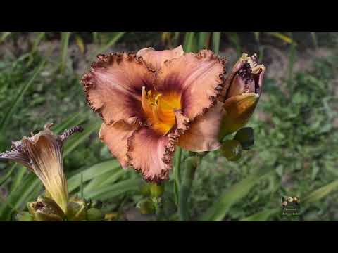 Видео: Лилейники в селекционном саду. Множество сортов. Лауциена 2020. Латвия.