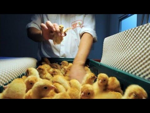 Видео: Жөжөнүн КОРОЗ 🐣жана🐣 МАСТЕГИН кантип ажыратат? Бул ТЕОРЕМА 80% туура! 👍