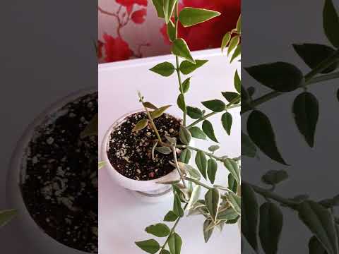 Видео: Hoya bella Variegata. Хойя белла вариегатная.