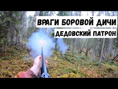 Видео: Алтай ушёл ночью за зверем.Враги боровой дичи.