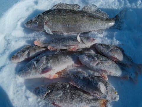 Видео: Рыбалка в Молчаново 13. 02. 16 Ловля Судака, Щуки, Окуня.