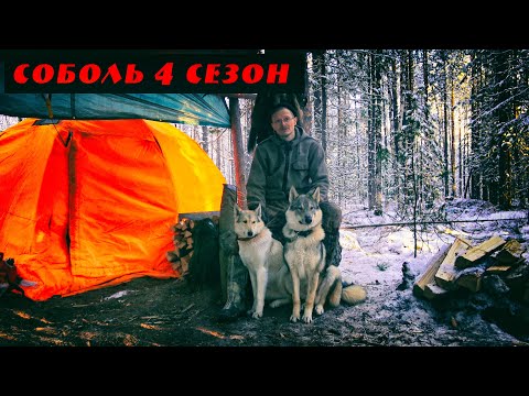 Видео: Соболь 4 сезон, 7 серия, Соболь! Еще соболь! Снова соболь! Как я раскрывал щенков Удмуртской лайки.