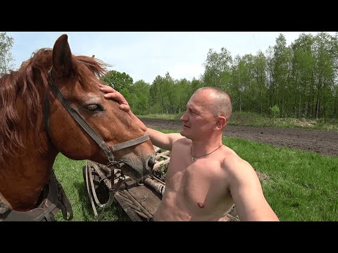 Видео: КУПИЛ ХУТОР в ЛЕСУ на КРАЮ БОЛОТА. ОДНОЙ ПРОБЛЕМОЙ СТАЛО МЕНЬШЕ. №197.