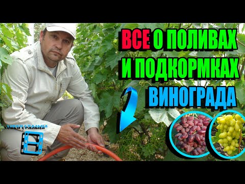 Видео: ПОЛИВЫ И ПОДКОРМКА ВИНОГРАДА С ВЕСНЫ ДО ОСЕНИ ДЛЯ КРУПНОЙ И ВКУСНОЙ ЯГОДЫ СЕВЕРНЫЙ ВИНОГРАДНИК 22-26