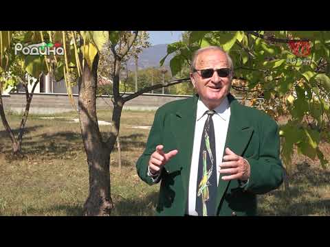 Видео: "Собрала Нада седенка" - Димитър Коларов/"Sobrala Nada sedenka" - Dimitar Kolarov