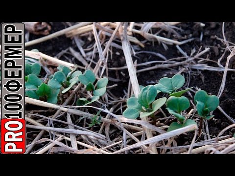 Видео: Рапс. Прямой посев и всходы. Первая гербицидная обработка.