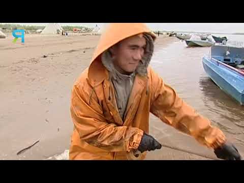 Видео: Рыбалка неводом более 350 м. Как за сезон поймать 650 тонн? Скоро ледостав