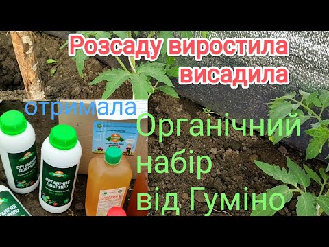 Видео: Як вирощую розсаду помідорів? Висаджую. Отримала органічний набір від Гуміно для захисту рослин.