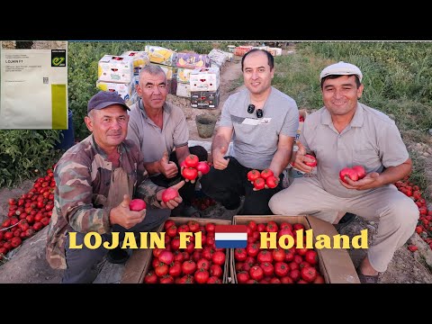 Видео: "ОРИГИНАЛЬ" LOJAIN F1 🇳🇱 Кизил ПОМИДОР курганмисиз??? Кашкадарё вил Камаши туманида КУРИНГ.