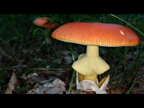 Видео: Поляны Царских Грибов! Amanita caesarea/Мухомор Цезаря. ГРИБЫ 2020