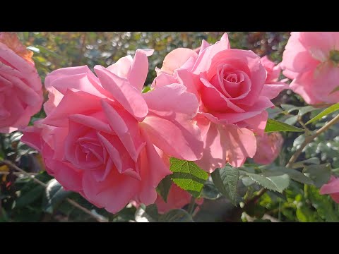 Видео: 🍁🌹Осенний букет- особого цвета....🌹🍁#розы #цветениероз #уральскиерозыанныгерман 