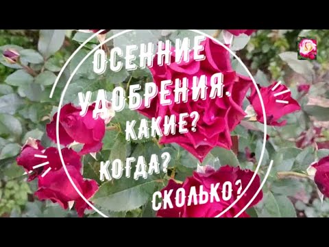Видео: ОСЕННИЕ УДОБРЕНИЯ ДЛЯ РОЗ