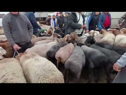 Видео: КОЙ БАЗАР ПРИГОРОДНЫЙ МАЛ БАЗАР АРАШАН ЧАРБА КОЙЛОР БАРЫН ТАРТТЫК 26-ОКТЯБРЬ 2024ж КОЙ КӨӨП БҮГҮН 👍