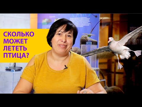 Видео: Сколько может пролететь птица? Как птицы ориентируются в полете? Наталья Носова