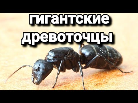 Видео: Распаковка и обзор муравьёв Campоnotus vagus. #МуравьиЯрославль