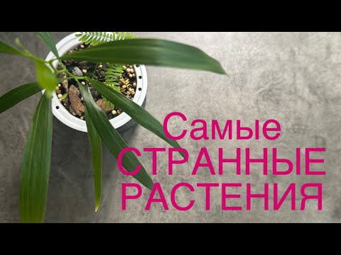 Видео: ТОП моих САМЫХ СТРАННЫХ растений