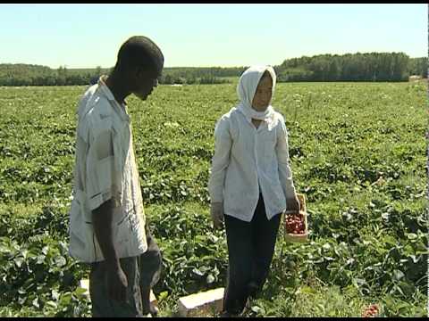 Видео: Совхоз имени Ленина Земляника