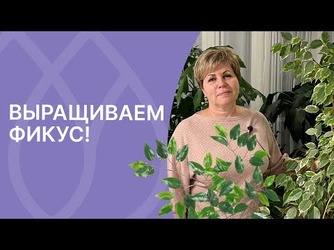 Видео: Как вырастить дома большой и красивый фикус!