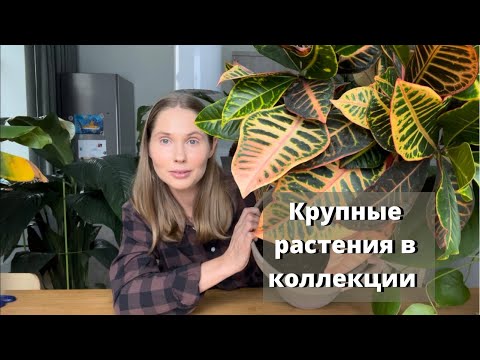 Видео: Крупные растения в моей коллекции. Обзор моих больших комнатных растений.