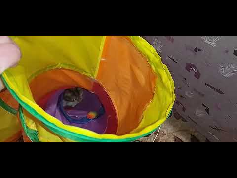Видео: В ГОРОДЕ ТРЕВОЖНО!👁️🛵🛸🚀КОТИКИ ВЕСЕЛЯТ МАМУ ТАНЮ!💃🤡