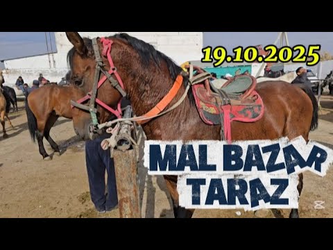 Видео: ТАРАЗ МАЛ БАЗАР . ЖЫЛҚЫ БАҒАСЫ 19.10.2025