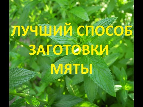 Видео: Заготовка мяты // заморозка мяты на зиму. Как сохранить мяту.