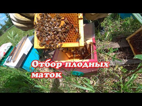 Видео: ОТБОР ПЛОДНЫХ МАТОК ИЗ НУКЛЕУСОВ, КАК МЫ ИХ ОТБИРАЕМ.