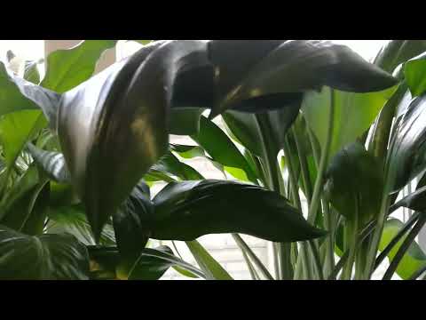 Видео: Эухарис после пересадки