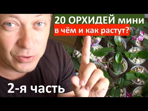 Видео: 20 орхидей мини, как и в чём растут фаленопсисы, обзор ИТОГА пересадок в НОВЫЕ грунты