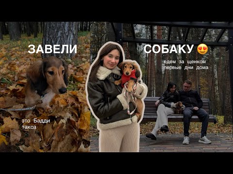 Видео: dog vlog 🐶 мы завели собаку, первые дни со щенком