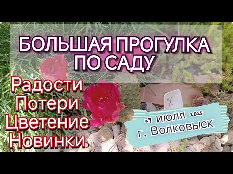 Видео: Радости и потери в моем саду  БОЛЬШАЯ ПРОГУЛКА ПО САДУ 27 июля 2025 г