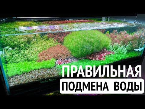 Видео: Подмены воды в аквариуме | Черная борода | Уход за аквариумом