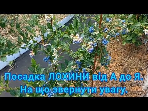 Видео: Правильна посадка ЛОХИНИ для Рясного Врожаю#сортлохини#сад#лохина#посадкалохинивлунки#ґрунтдлялохини