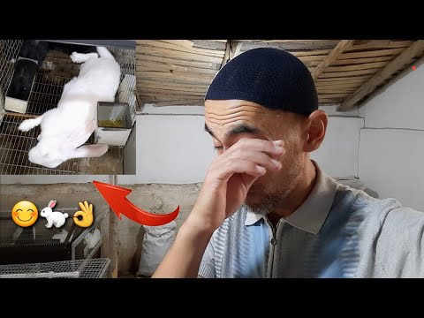 Видео: Қуён ферма - август 2021
