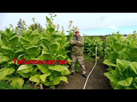 Видео: Табаководство: 10 Августа - лист созрел - пора убирать урожай.