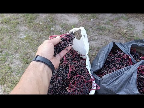 Видео: Заробив на БУЗИНІ купу грошей на рівному місці 