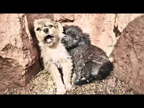 Видео: 2 брошенных щенка дрожат от холода, беззащитные перед надвигающейся метелью до этого момента