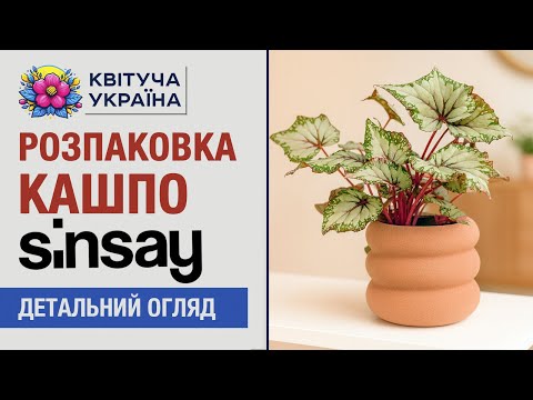 Видео: Розпаковка кашпо Sinsay 😱 Показую брак і нюанси