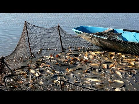 Видео: Зарыбление прудов /Карп,Сазан.
