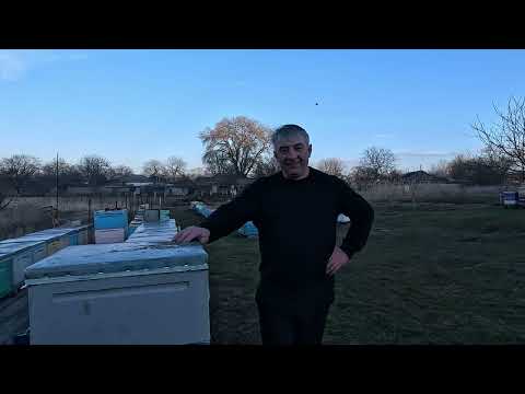 Видео: Первая пыльца. Начинаем зажимать гнезда!