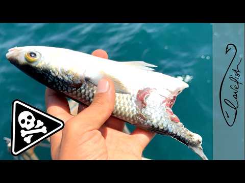 Видео: В поисках МОНСТРА