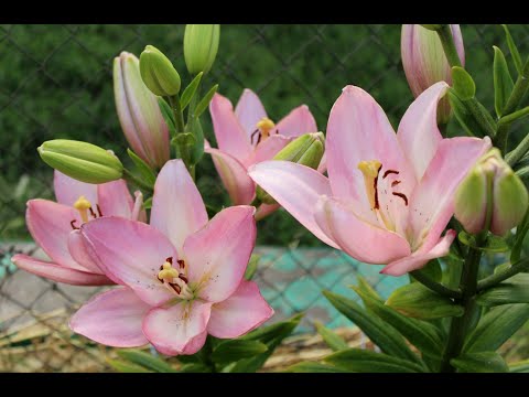 Видео: Посылка от Флориум.юа .Лилии в конце сезона продажи.