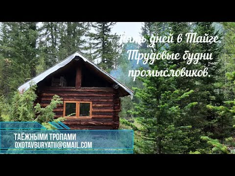Видео: Пять дней в Тайге: трудовые будни промысловиков. Встретили медведя, кормим комаров.
